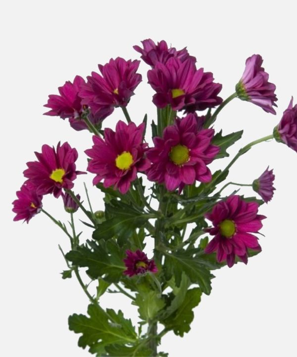 Spray Chrysanthemen violett Wide Range Of Cheap Online